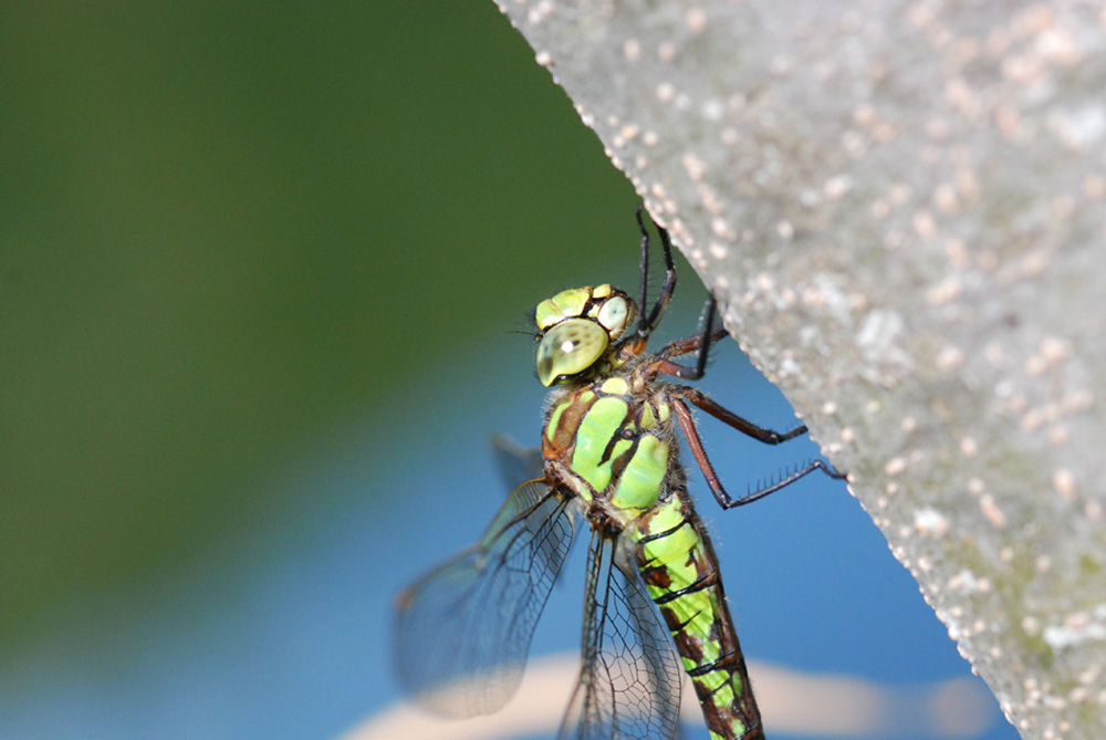 ritratto di Aeshna cyanea femmina